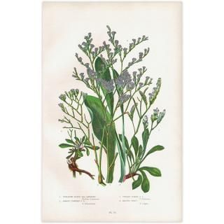 ボタニカルアート（植物画）Botanical アンティーク