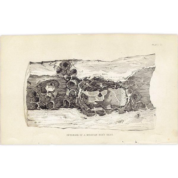 ᥭߥĥХ 1840ǯ Interior of Mexican Bee's Nest ꥹ ƥץ ʪ 0167