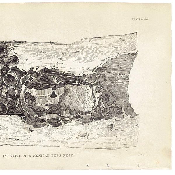 ᥭߥĥХ 1840ǯ Interior of Mexican Bee's Nest ꥹ ƥץ ʪ 0167