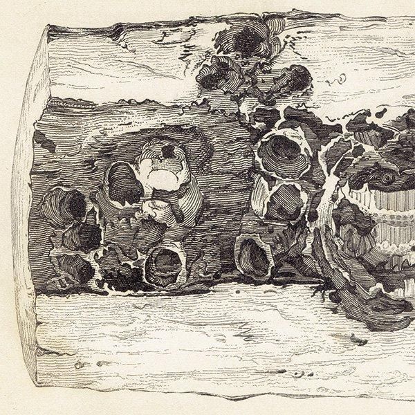 ᥭߥĥХ 1840ǯ Interior of Mexican Bee's Nest ꥹ ƥץ ʪ 0167