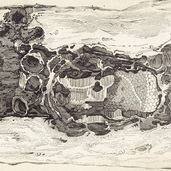 ᥭߥĥХ 1840ǯ Interior of Mexican Bee's Nest ꥹ ƥץ ʪ 0167