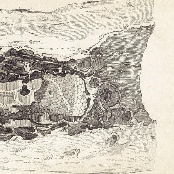 ᥭߥĥХ 1840ǯ Interior of Mexican Bee's Nest ꥹ ƥץ ʪ 0167