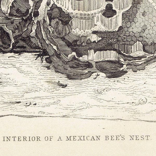 ᥭߥĥХ 1840ǯ Interior of Mexican Bee's Nest ꥹ ƥץ ʪ 0167
