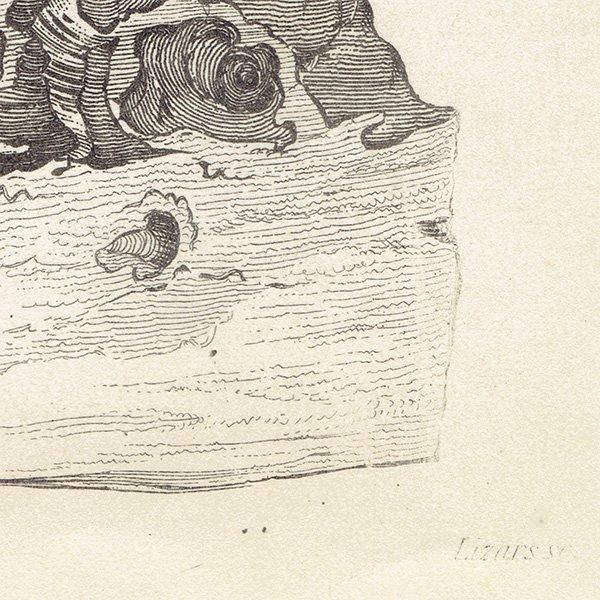 ᥭߥĥХ 1840ǯ Interior of Mexican Bee's Nest ꥹ ƥץ ʪ 0167