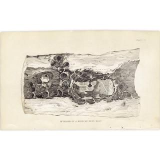 ᥭߥĥХ 1840ǯ Interior of Mexican Bee's Nest ꥹ ƥץ ʪ 0167