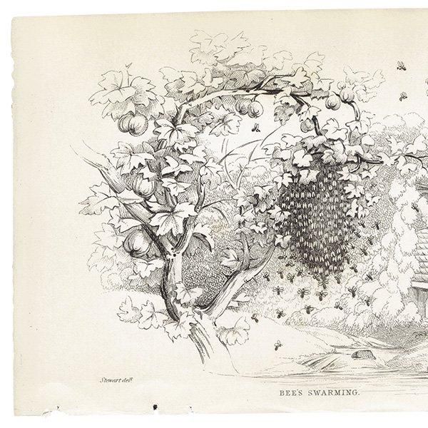 ߥĥХ̤ ˪ 1840ǯ BEE'S SWARMING ꥹ ƥץ ʪ 0166