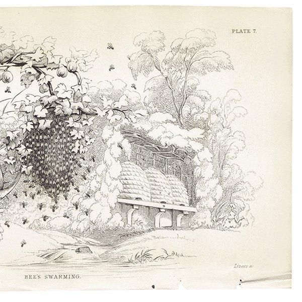 ߥĥХ̤ ˪ 1840ǯ BEE'S SWARMING ꥹ ƥץ ʪ 0166