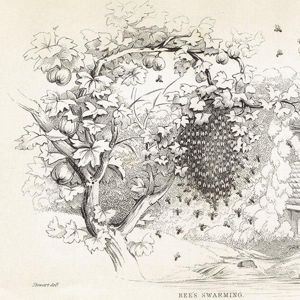 ߥĥХ̤ ˪ 1840ǯ BEE'S SWARMING ꥹ ƥץ ʪ 0166