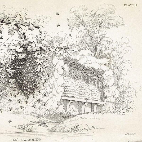 ߥĥХ̤ ˪ 1840ǯ BEE'S SWARMING ꥹ ƥץ ʪ 0166