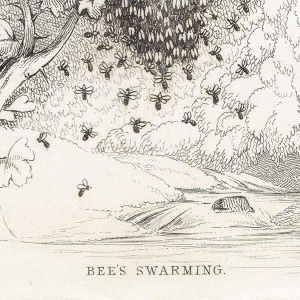 ߥĥХ̤ ˪ 1840ǯ BEE'S SWARMING ꥹ ƥץ ʪ 0166