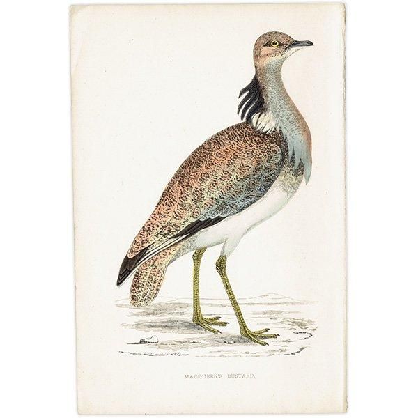 MACQUEEN'S BUSTARD Хեꥷ祦Υ 1850ǯ ꥹ ƥץ ʪ  (A history of British birds)   0168