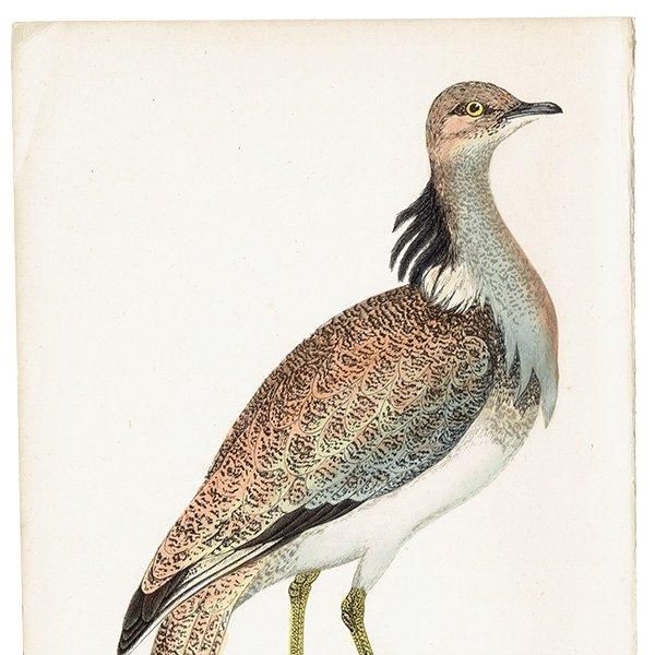 MACQUEEN'S BUSTARD Хեꥷ祦Υ 1850ǯ ꥹ ƥץ ʪ  (A history of British birds)   0168