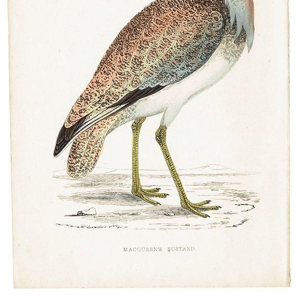 MACQUEEN'S BUSTARD Хեꥷ祦Υ 1850ǯ ꥹ ƥץ ʪ  (A history of British birds)   0168