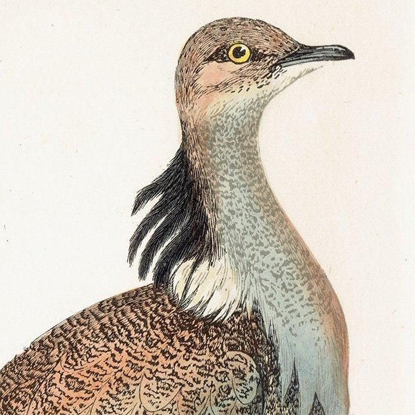 MACQUEEN'S BUSTARD Хեꥷ祦Υ 1850ǯ ꥹ ƥץ ʪ  (A history of British birds)   0168