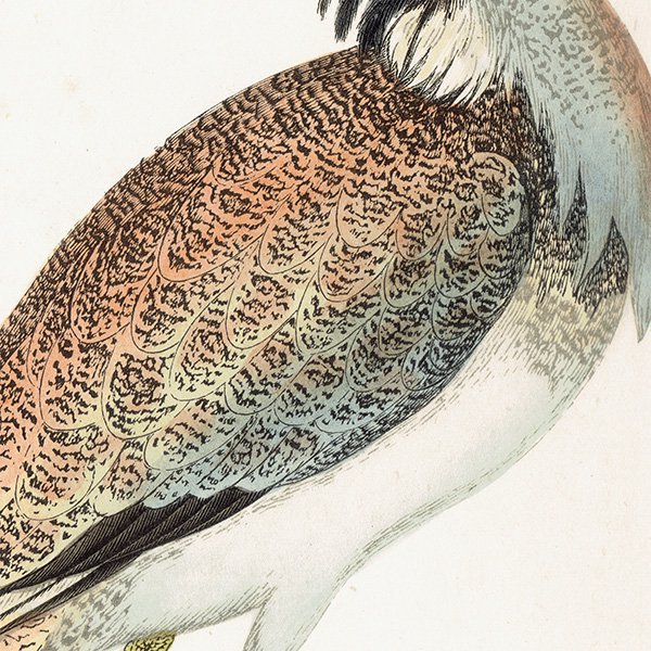 MACQUEEN'S BUSTARD Хեꥷ祦Υ 1850ǯ ꥹ ƥץ ʪ  (A history of British birds)   0168