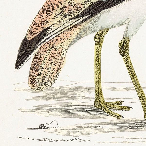 MACQUEEN'S BUSTARD Хեꥷ祦Υ 1850ǯ ꥹ ƥץ ʪ  (A history of British birds)   0168