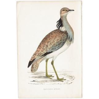 MACQUEEN'S BUSTARD Хեꥷ祦Υ 1850ǯ ꥹ ƥץ ʪ  (A history of British birds)   0168