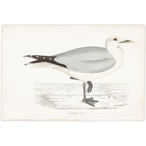 COMMON GULL  1850ǯ ꥹ ƥץ ʪ  (A history of British birds)   0169