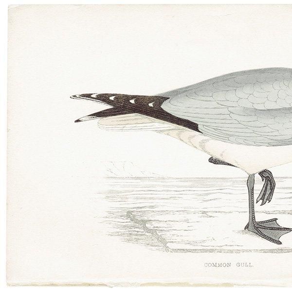 COMMON GULL  1850ǯ ꥹ ƥץ ʪ  (A history of British birds)   0169