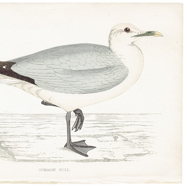 COMMON GULL  1850ǯ ꥹ ƥץ ʪ  (A history of British birds)   0169