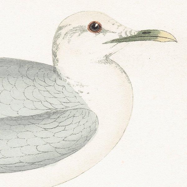 COMMON GULL  1850ǯ ꥹ ƥץ ʪ  (A history of British birds)   0169