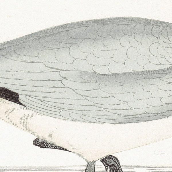 COMMON GULL  1850ǯ ꥹ ƥץ ʪ  (A history of British birds)   0169