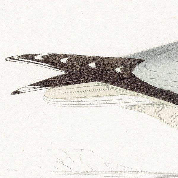 COMMON GULL  1850ǯ ꥹ ƥץ ʪ  (A history of British birds)   0169