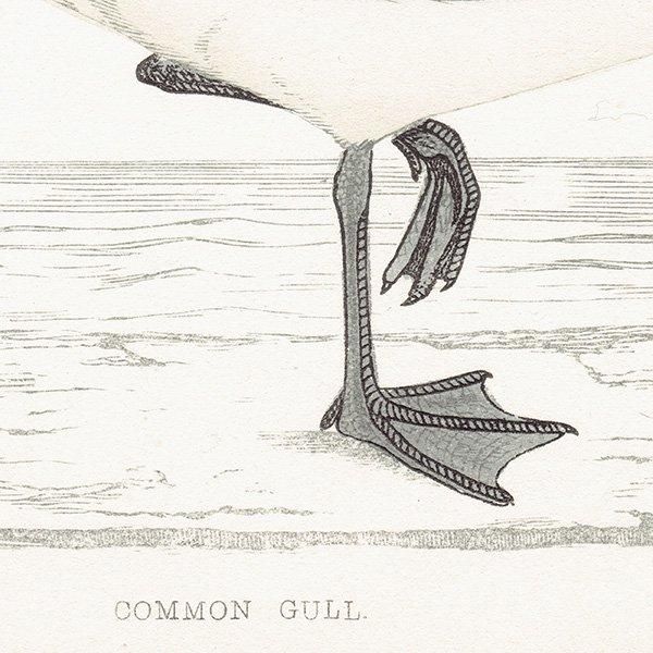 COMMON GULL  1850ǯ ꥹ ƥץ ʪ  (A history of British birds)   0169