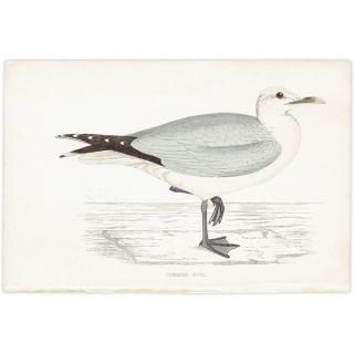 COMMON GULL  1850ǯ ꥹ ƥץ ʪ  (A history of British birds)   0169