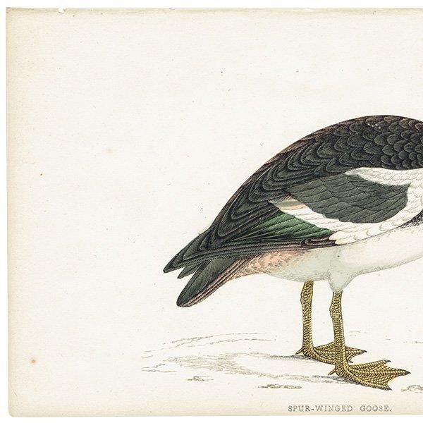 SPUR-WINGED GOOSE ĥХ 1850ǯ ꥹ ƥץ ʪ  (A history of British birds)   0170
