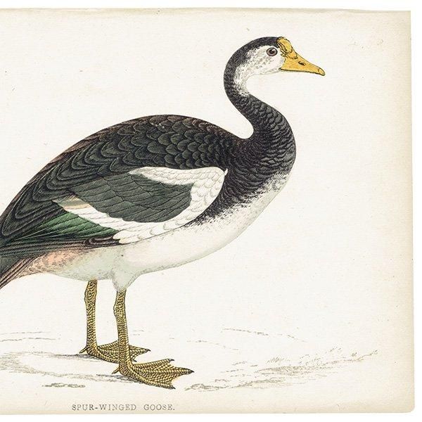 SPUR-WINGED GOOSE ĥХ 1850ǯ ꥹ ƥץ ʪ  (A history of British birds)   0170