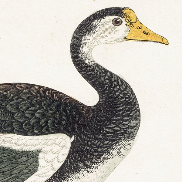 SPUR-WINGED GOOSE ĥХ 1850ǯ ꥹ ƥץ ʪ  (A history of British birds)   0170