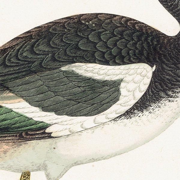 SPUR-WINGED GOOSE ĥХ 1850ǯ ꥹ ƥץ ʪ  (A history of British birds)   0170