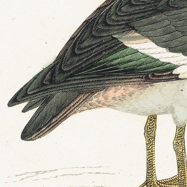 SPUR-WINGED GOOSE ĥХ 1850ǯ ꥹ ƥץ ʪ  (A history of British birds)   0170