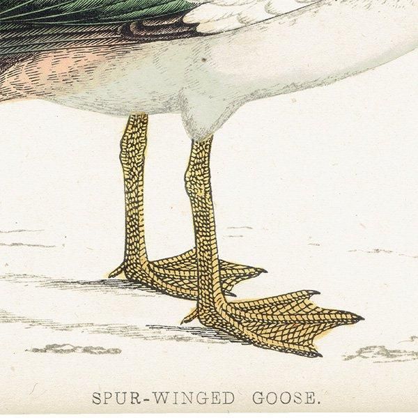 SPUR-WINGED GOOSE ĥХ 1850ǯ ꥹ ƥץ ʪ  (A history of British birds)   0170