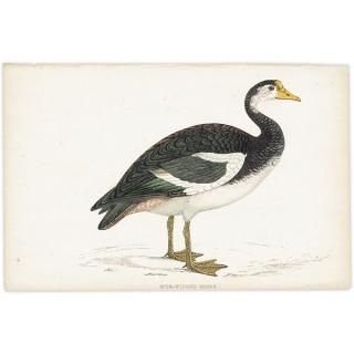 SPUR-WINGED GOOSE ĥХ 1850ǯ ꥹ ƥץ ʪ  (A history of British birds)   0170