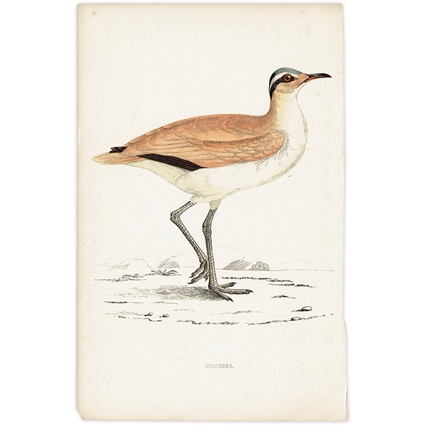 COURSER ʥХ 1850ǯ ꥹ ƥץ ʪ  (A history of British birds)   0171