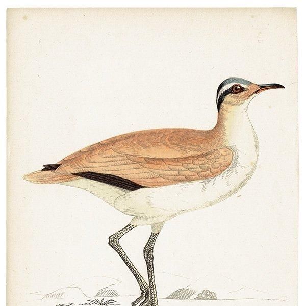 COURSER ʥХ 1850ǯ ꥹ ƥץ ʪ  (A history of British birds)   0171