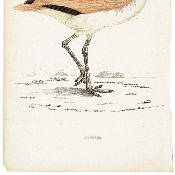 COURSER スナバシリ 1850年代 イギリス アンティークプリント 博物画 (A history of British birds) 0171