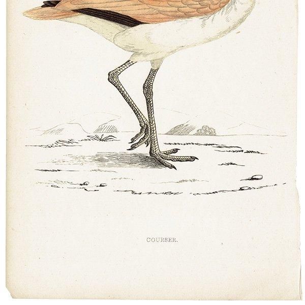 COURSER ʥХ 1850ǯ ꥹ ƥץ ʪ  (A history of British birds)   0171