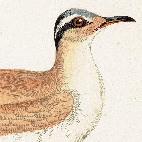 COURSER ʥХ 1850ǯ ꥹ ƥץ ʪ  (A history of British birds)   0171