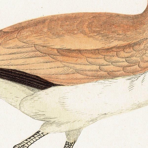 COURSER ʥХ 1850ǯ ꥹ ƥץ ʪ  (A history of British birds)   0171