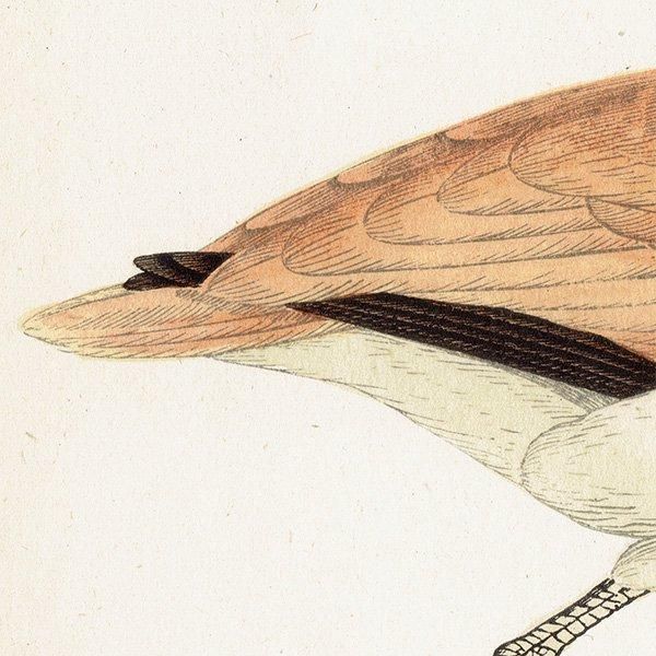 COURSER ʥХ 1850ǯ ꥹ ƥץ ʪ  (A history of British birds)   0171