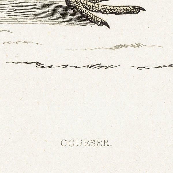 COURSER ʥХ 1850ǯ ꥹ ƥץ ʪ  (A history of British birds)   0171