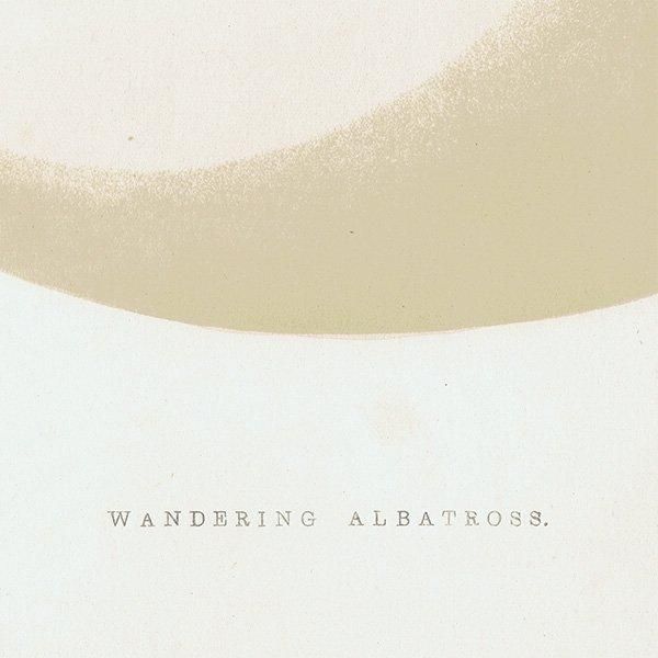 勵ꥢۥɥ WANDERING ALBATROSSĻ˥ꥹ ƥץ ʪ 0152