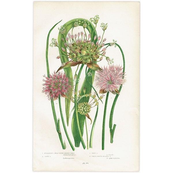 新着 大判 洋書 BOTANICAL 本 アンティーク ACME ボタニカル ART 新着 大判 洋書 BOTANICAL 本 アンティーク ACME ボタニカル ART