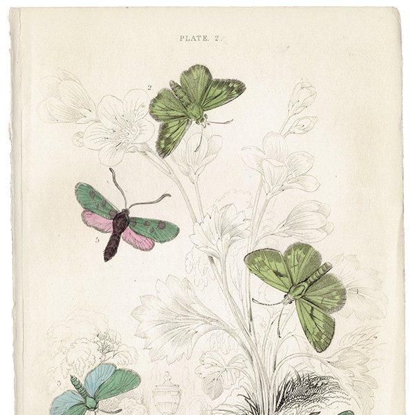 英国手彩色蝶類図譜 「英国とヨーロッパの蝶と蛾」 カービー 1895年 イギリス 英国とヨーロッパの蝶と蛾 1895 イギリス 英国手彩色蝶類図譜