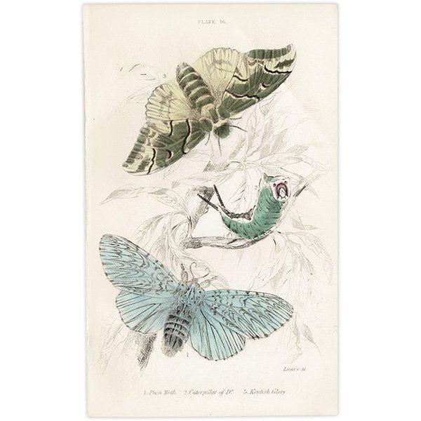 蛾(モス)昆虫学 イギリス アンティークプリント 博物画 1840 蛾(モス)昆虫学 イギリス アンティークプリント 博物画 1840