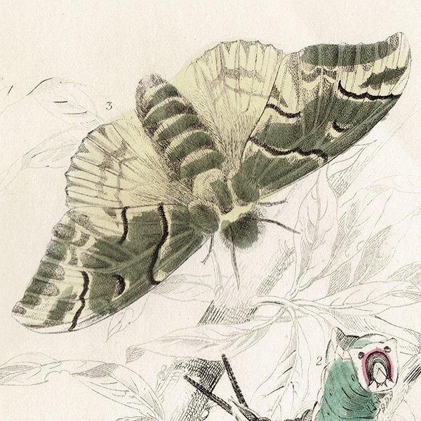 蛾(モス)昆虫学 イギリス アンティークプリント 博物画 1840 蛾(モス)昆虫学 イギリス アンティークプリント 博物画 1840