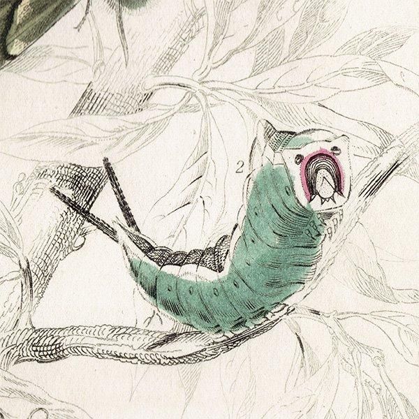 蛾（モス）昆虫学 イギリス アンティークプリント 博物画 1840